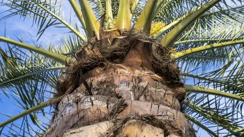 Palm Tree Trunk Texture 库存照片