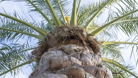 Palm Tree Trunk Texture Photos