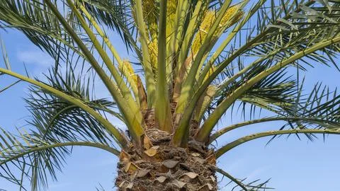 Palm Tree Trunk Texture 스톡 사진
