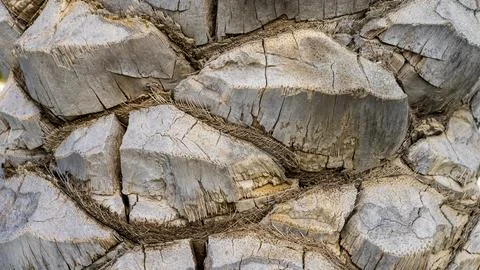 Palm Tree Trunk Texture 스톡 사진
