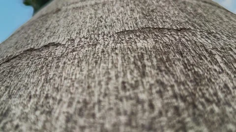 Palm Tree Trunk Texture in Slow Upward Tracking Shot Stock Footage 338035269