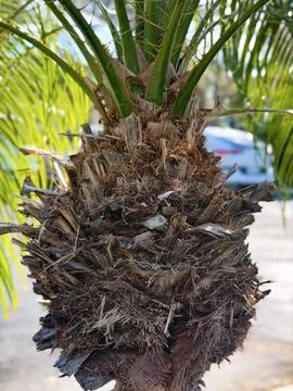 Palm Tree Trunk Texture with Spiky Fronds Close Up Foto stock