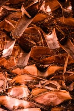 Palm tree trunk texture template background portrait image Stock Photos