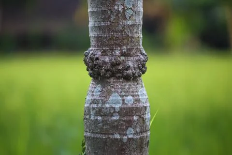 Palm Tree Trunk Texture with Unique Bark Detail Against Blurred Green Natur.. Stock Photos