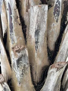 Palm Tree Trunk Texture with Weathered Bark and Fibrous Layers 库存照片