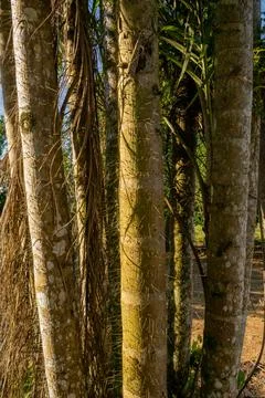 Palm Tree Trunks in Amazon Agroforestry Bactris gasipaes Macrocarpa Stock Photos