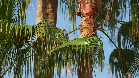 Palm tree trunks and leaves against the blue sky on a sunny day Stock Footage 294103783