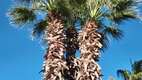 Palm Tree Trunks With Dried Leaf Thatch Stock Footage 341136667