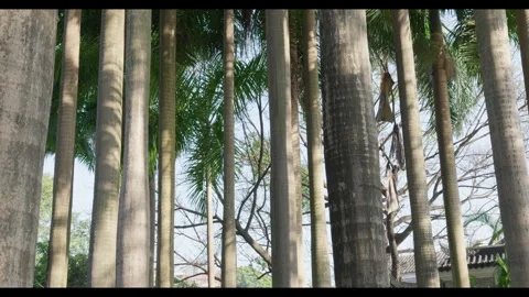 Palm Tree Trunks with Moving Shadows, Outdoor Garden Stock Footage 330709394