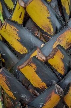 Palm tree trunks Stock Photos