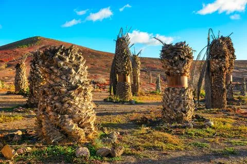 Palm tree trunks Stock Photos