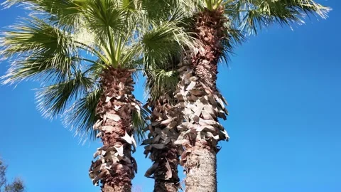 Palm Tree Trunks Tilt Up Blue Sky Stock Footage 339284285