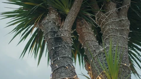 Palm tree trunks wrapped with string lights outdoors Stock Footage 327691035