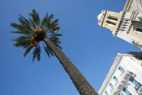 Palm tree in tunis Foto stock