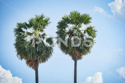 Palm tree two on blue sky and cloud background Stock Photos
