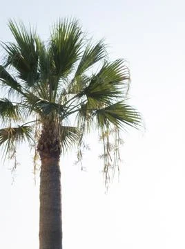 Palm tree under an almost white sky Stock Photos