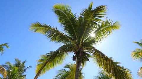 Palm tree under blue sky. Bottom view: blue sky and bright tropical sun are Stock Footage 270483249