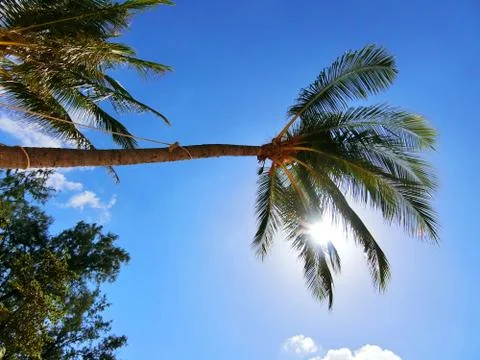 Palm tree from under in blue sky with the sun behind Stock Photos