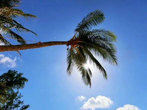 Palm tree from under in blue sky with the sun behind Stock Photos