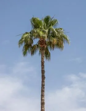 Palm tree under blue sky with few clouds. Larnaca, Cyprus Stock Photos