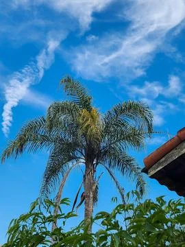 Palm tree under the blue sky Stock Photos