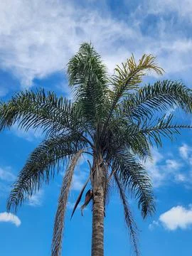 Palm tree under the blue sky Stock Photos