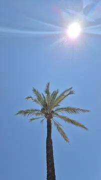 Palm tree under bright sun in clear blue sky Stock-Fotos