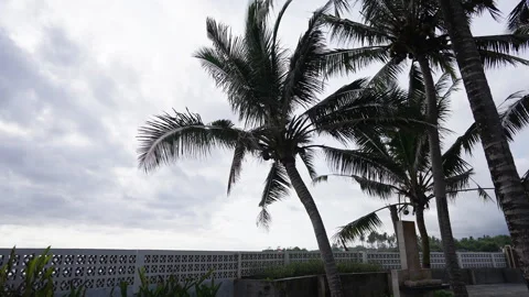 Palm tree under cloudy sky on tropical day in Bali Stock Footage 314683124