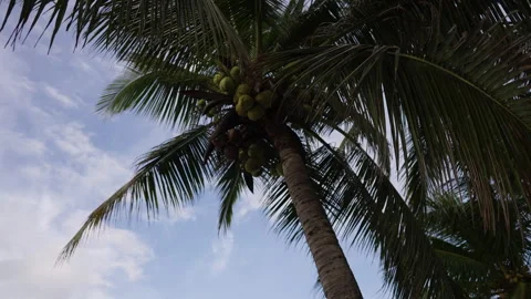 Palm tree under cloudy sky on tropical day in Bali Stock Footage 314683204