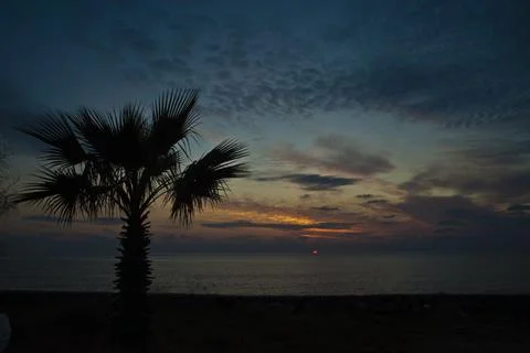A palm tree under a cloudy sky in sunset Stock Photos