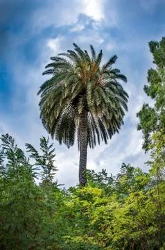 Palm tree under dramatic blue sky Stock Photos