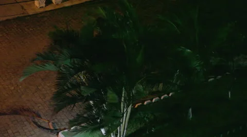 Palm tree under heavy storm Stock Footage 50162972