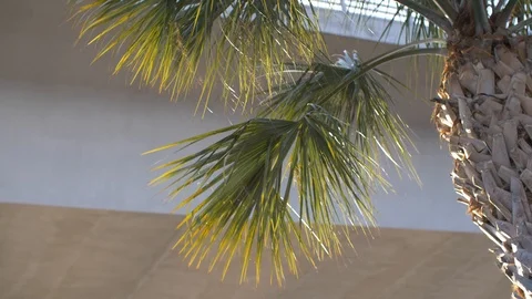 Palm Tree Under Highway Bridge Stock Footage 93724455