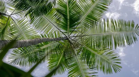 Palm tree from under need Foto stock