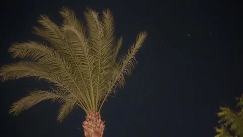 Palm tree under night sky, stars through palms. Stock Footage 294715541