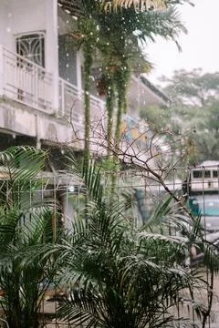 Palm tree under the rain, its fronds shimmering and dripping water, evoking.. Stock Photos