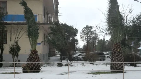 Palm tree under the snow Stock Footage 227556910