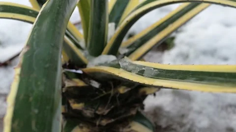 Palm tree under the snow Stock Footage 227556911