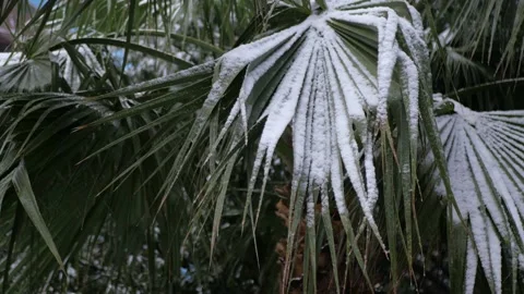 Palm tree under the snow 库存影片 227556912