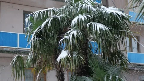 Palm tree under the snow Stock Footage 227556915