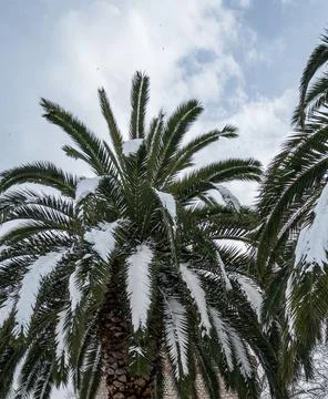 Palm tree under the snow Stock Photos