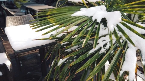 Palm tree under the snow in sunshine Stock Footage 102073129