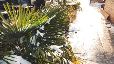 Palm tree under the snow in sunshine Stock Footage 102073230