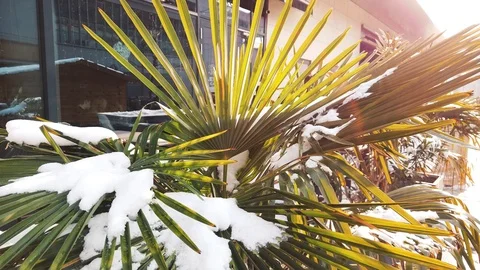 Palm tree under the snow in sunshine Stock Footage 102073298