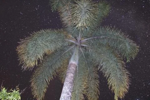 A palm tree under a starry sky Stock Photos
