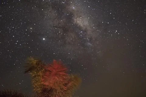A palm tree under a starry sky Stock Photos