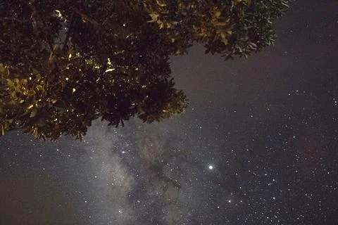 A palm tree under a starry sky Stock Photos