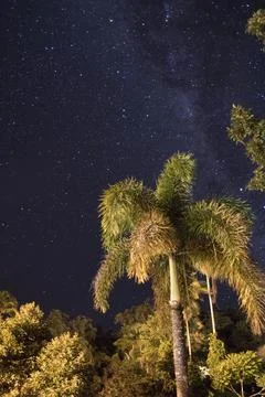 A palm tree under a starry sky Stock Photos
