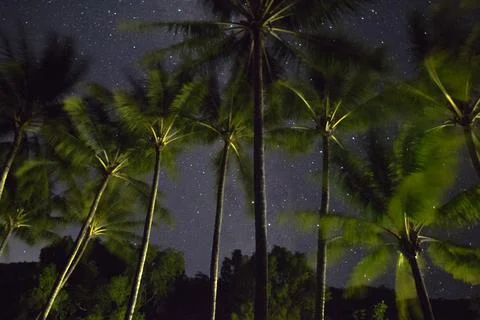 A palm tree under a starry sky Stock Photos