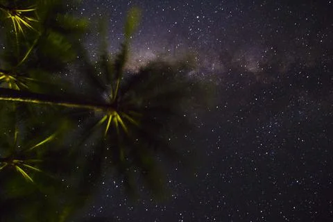 A palm tree under a starry sky Stock Photos